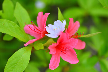 つつじの上に落ちた桜