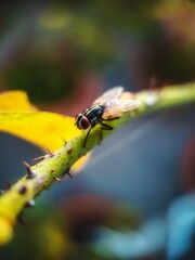 macro of a fly on a rose plant