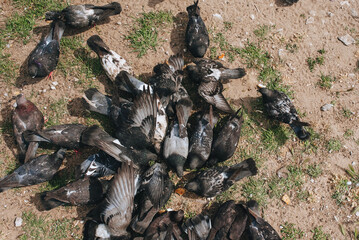 A flock, many pigeons are fighting for food and bread in nature. Feeding the hungry birds. Photography, concept, top view.