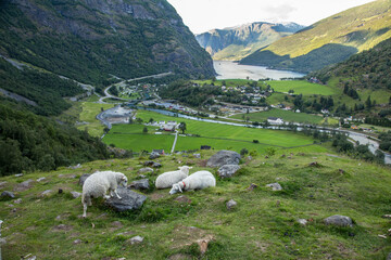 Norway Fjord village with sheep at hill side