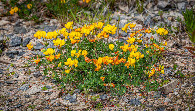 Lotus corniculatus
Tiriltunge
Common bird's-foot trefoil
Eggs and bacon 
Birdsfoot deervetch
Bird's-foot trefoil