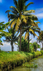 Fototapeta na wymiar Palm Trees in the backwaters of Allepey, Kerala