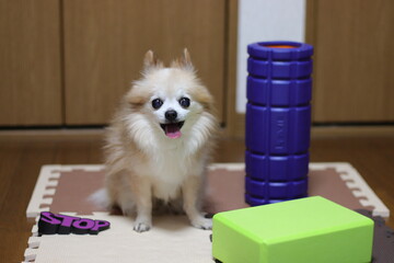 トレーニングチワワ