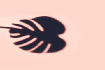 Monstera leaf shadow on pink background. Minimal summer concept with strong shadows of tropical leaf. Creative abstract background image with space for text.