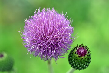 Knospe und Blüte einer grauen Kratzdistel