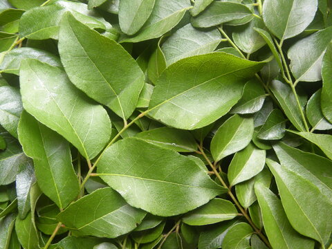 Green color curry leaves or sweet neem leaves