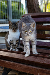 cat sitting on a bench
