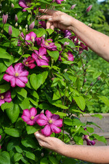 Hand of a female florist takes care of flowers fuchsia clematis in the garden