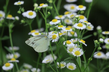 daisy and cabbage butterfly  ,japan,tokyo