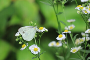 daisy and cabbage butterfly  ,japan,tokyo