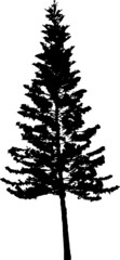 Pine Tree Silhouette