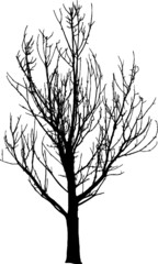 Bare Tree Silhouette