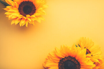 Yellow Sunflower Bouquet on bright Yellow Background, Autumn Concept, Top View, Space for Text