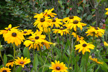 Rudbeckia hirta, commonly called black-eyed Susan on green leaves background. Russian Far East.