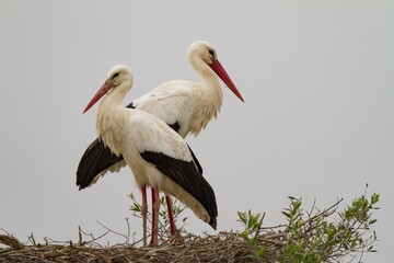 High angle shot of two white storks standing back to back on their nest © Carlos Pereira/Wirestock