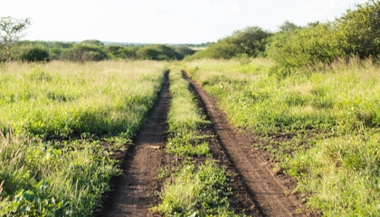 Fototapeta na wymiar Sandy dirt road in the south african Kruger national park with grasslands on the left and right of the uneven road