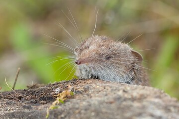 Macro closeup shot of the smallest mammal in the world known as the Etruscan shrew sitting on a rock