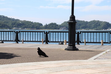 港のカラス