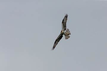 Western osprey on the hunt