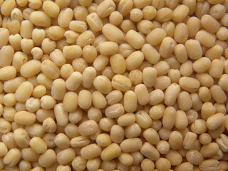 Yellowish white whole raw peeled Vigna mungo Urad dal lentils