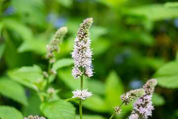 スペアミントの花/ミント © monstrose