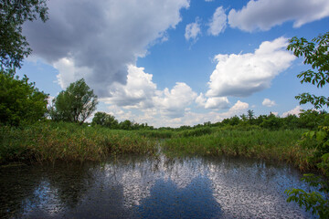 Obraz na płótnie Canvas Blue sky and white clouds above a pond with reeds