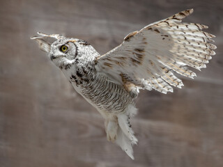 Eurasian Eagle-Owl (Bubo bubo omissus) in flight during a bird with a brown wooden background