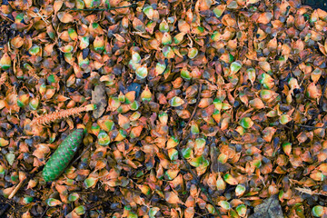 Consequences of the squirrel feast