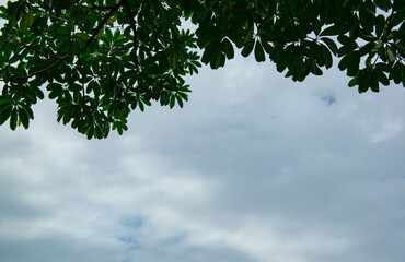 
Green leaves and sky and clouds backdrop