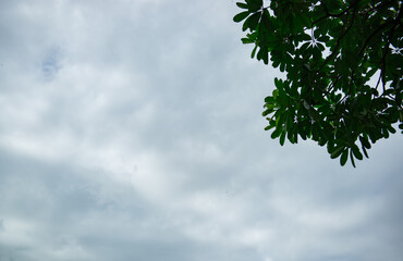 
Green leaves and sky and clouds backdrop