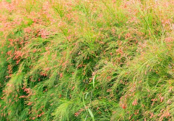 Background image of flowers and green leaves