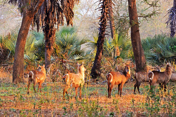 Ellipsen-Wasserböcke im Gorongosa Nationalpark in Mosambik