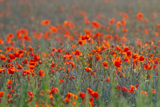 poppy field © scott
