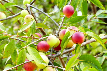 Ripe and semi-ripe Camu Camu fruits on twigs, also called Cacari or CamoCamo (Myrciaria dubia).
Fruit full of vitamin C that grows in very few places directly on the river bank of Amazon river, Brazil