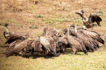 Weißrückengeier und Marabu im Streit über die Beute  im Gorongosa Nationalpark in Mosambik