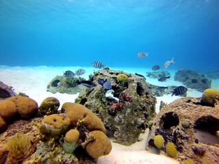Artificial reef made with reef balls in shallow water off the coast of Curacao © Angela