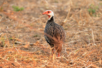 Rotkehlfrankolin im Gorongosa Nationalpark in Mosambik