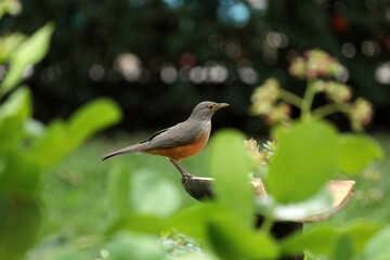 Rufous bellied thrush in a garden in Bahia, Brazil; it is the national bird of Brazil and the state bird of Sao Paulo..