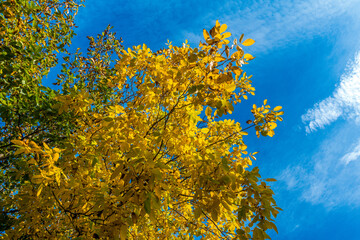 Fototapeta na wymiar yellow leaves on blue background