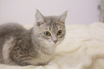 A funny grey cat with big green eyes is lying on a sofa in the waiting room of a veterinary clinic: a healthy pet. Space for text