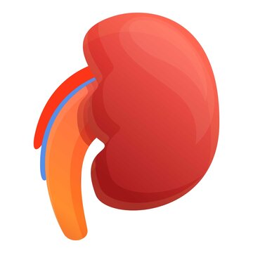 Kid kidney icon. Cartoon of kid kidney vector icon for web design isolated on white background