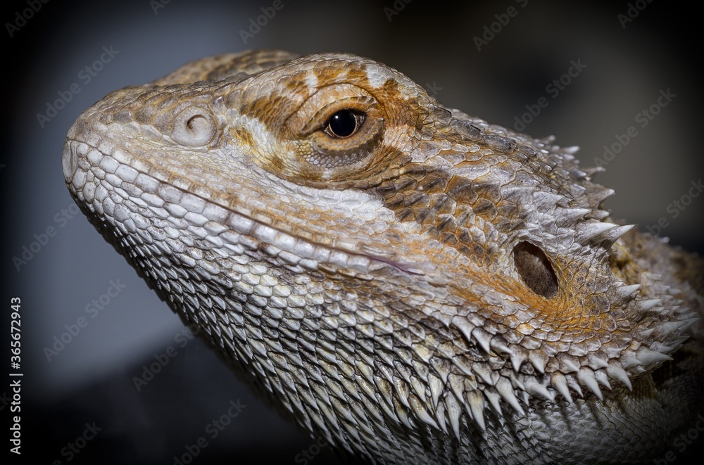 Wall mural closeup shot of a pogona reptile with a blurred background