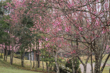 Choose soft focus, beautiful cherry blossom, Prunus cerasoides in Thailand, bright pink flowers of Sakura on the high mountains of Chiang Mai. The beautiful scenery of the blossoming cherry blossoms