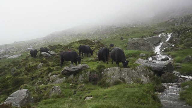 Black cows on the side of a mountain with cloud and rain