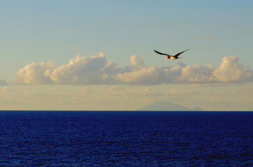 Fototapeta na wymiar seagull in flight with island on horizon