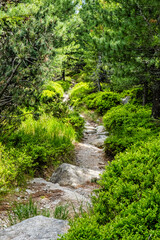 Fototapeta na wymiar Footpath in coniferous forest, High Tatras mountains, Slovakia