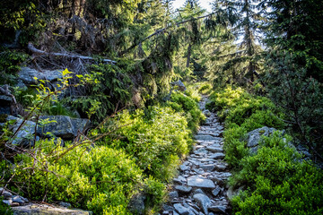 Fototapeta na wymiar Footpath in coniferous forest, High Tatras mountains, Slovakia
