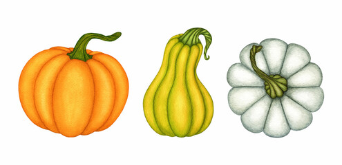 Set of three watercolor different color and form pumpkin, farm vegetables. Collection of hand drawn isolated object for autumn seasonal design poster, frame, greeting card, pattern, invitation.