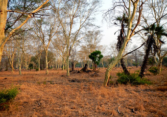 Wald von Fieberb&auml;umen im Gorongosa Nationalpark in Mosambik