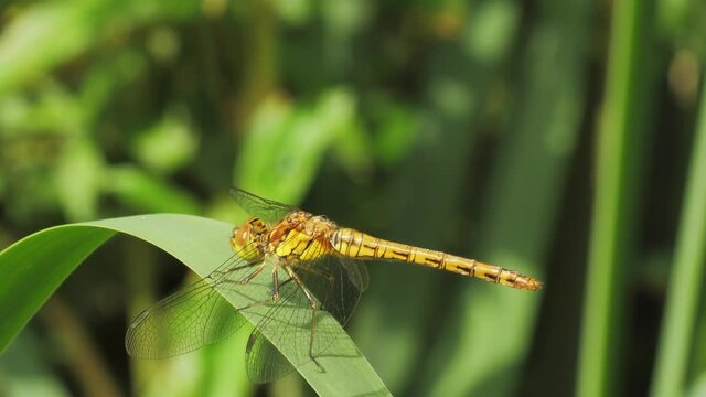 Big dragonfly moves head to say yes